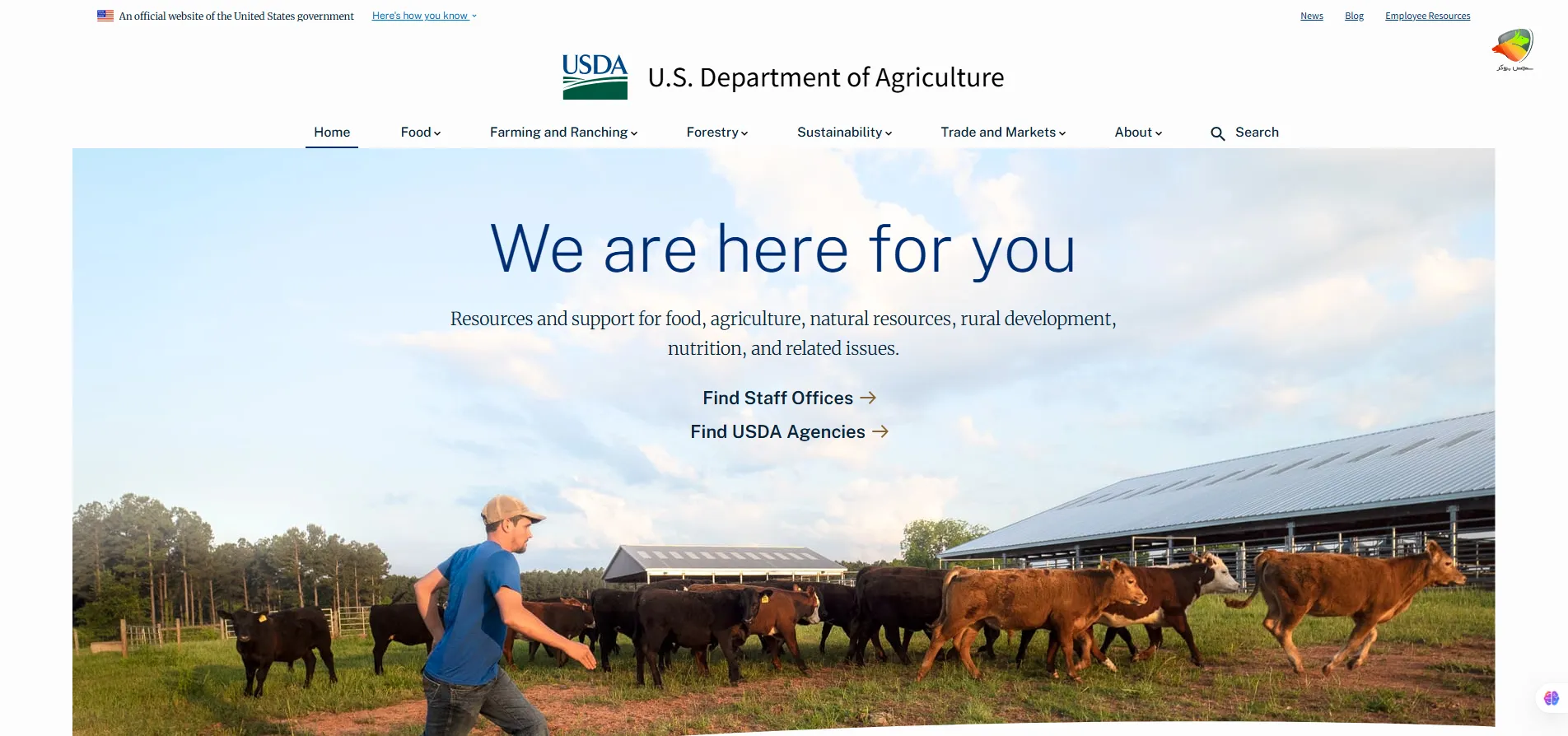 نماد گندم در فارکس